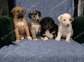Blue Merle Collie X Lurcher puppies