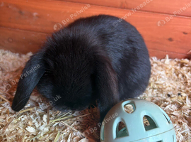 Baby mini lop