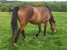 Bright bay tb mare