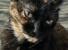Sweet tortie