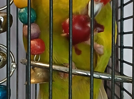 Kakariki's handtame kakariki hen