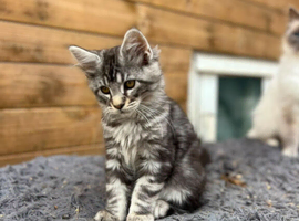 Maine Coon kittens