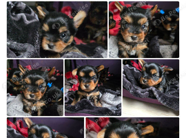 Adorable Yorkshire Terrier puppies.