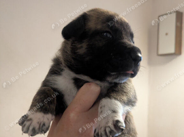 Rare BULL HERDER Puppies for sale!