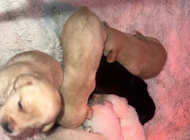 Labrador puppies