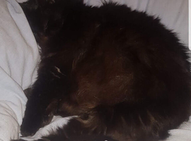 Wanted Longhair black female  cat