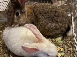 X2 baby rabbits