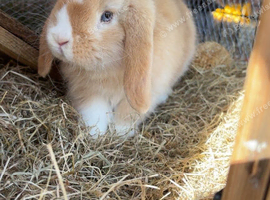 Flop eard  bunny