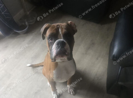 1 year old male boxer