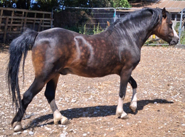 REGISTERED WELSH SECTION A GELDING