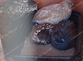 Button quail 1 male 4 laying female