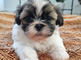 Shih Tzu 2 pieski
