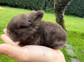 Beautiful Chocolate Pure Bred Mini Lop