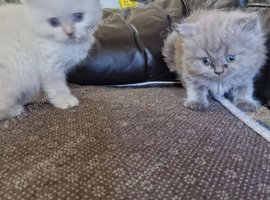 British short haired cross kittens for sale