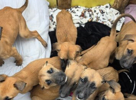 Belgian malinois puppies