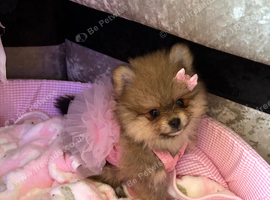 Female Pomeranian puppy