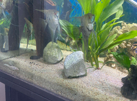 Beautiful young adult angelfish. Male and female