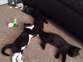 4 kittens for sale &pound;30 each