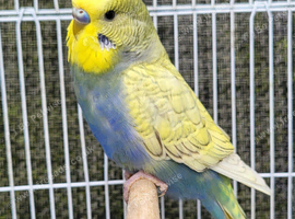Various Stunning Quality Beautiful Budgies