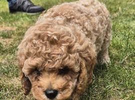 Stunning cavapoochon puppiu