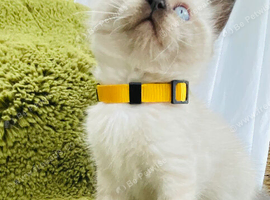 Super friendly Himalayan kittens ready for new homes