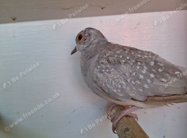Diamond doves