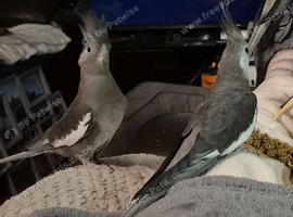 Male and female breeding pair