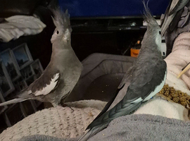 Breeding pair cockateils