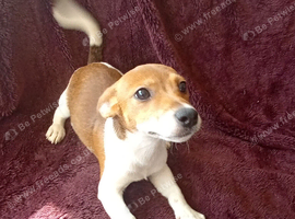 Jack Russell Puppies