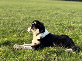 Collie Puppies for Sale!