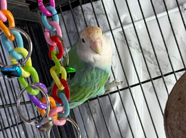 Lovebirds