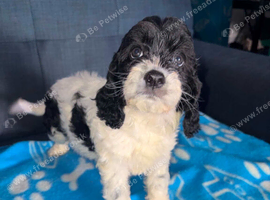4 cockapoo puppies for rehoming