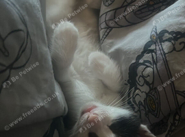 2 beautiful black and white kittens looking for their forever homes