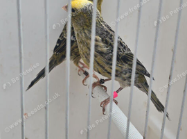 BEAUTIFUL PROVEN PAIR LIZARD CANARIES