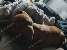 Last Dachshund girl