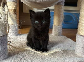 Ragdoll cross long haired Kitten