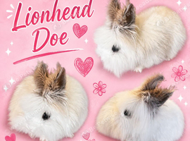 Lionhead doe
