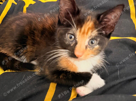 Female tortoise shell kitten