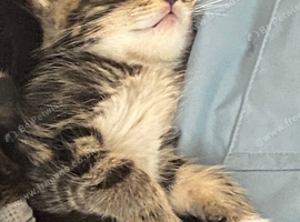 3 tabby boy kittens