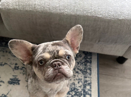 Merlin Frenchie bull dog