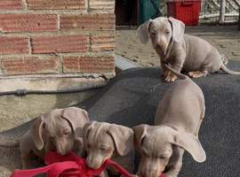 BEAUTIFUL MINIATURE DASHCHUND PUPPIES, KC REGISTERED
