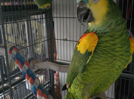 Amazon parrot pair
