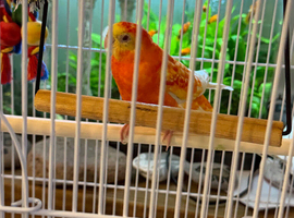Orange and yellow / red rump parrot