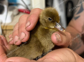 Khaki Campbell Ducklings