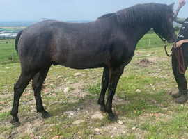 Connemara gelding