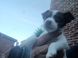 Jack russell Chocolate and white female