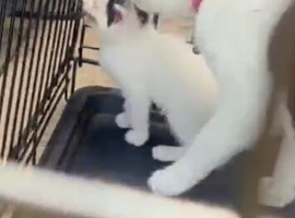 Kittens