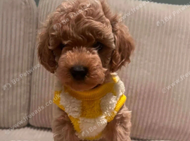 Tiny Maltipoo Looking for Their Forever Homes