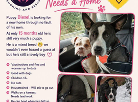 Diesel - cross breed