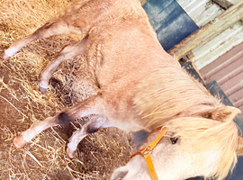 Lovely Grey Filly